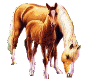 ANIM. HORSES