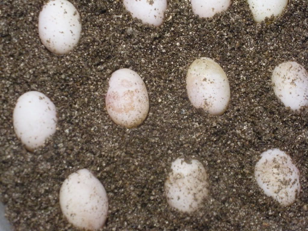 Bearded Dragons Eggs