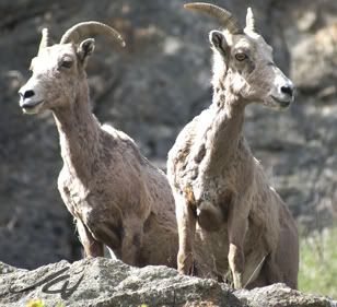 California Bighorn Sheep