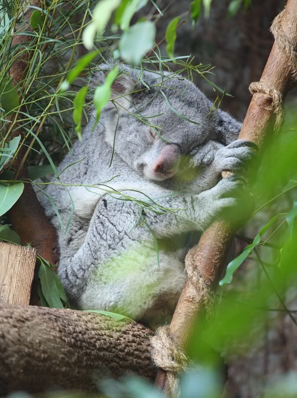 IMAGE: http://i256.photobucket.com/albums/hh164/jdrtrumpet1/_MG_8566.jpg