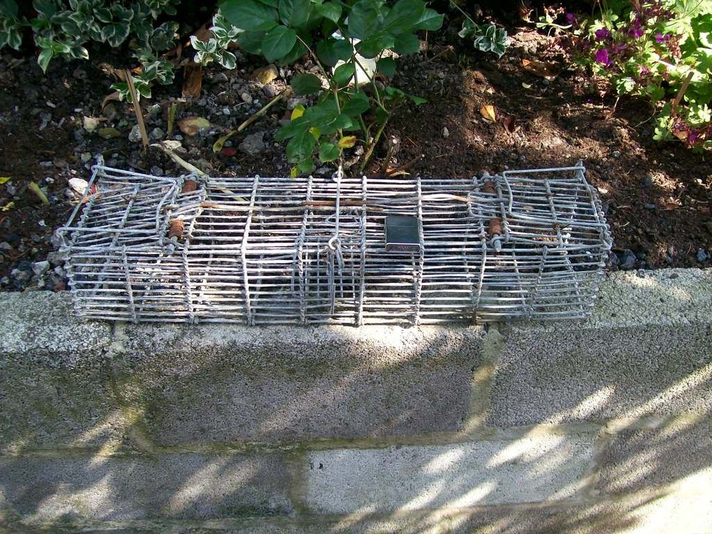 Cage001.jpg