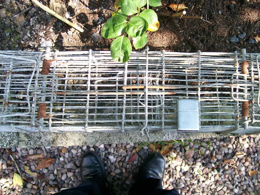Cage003.jpg