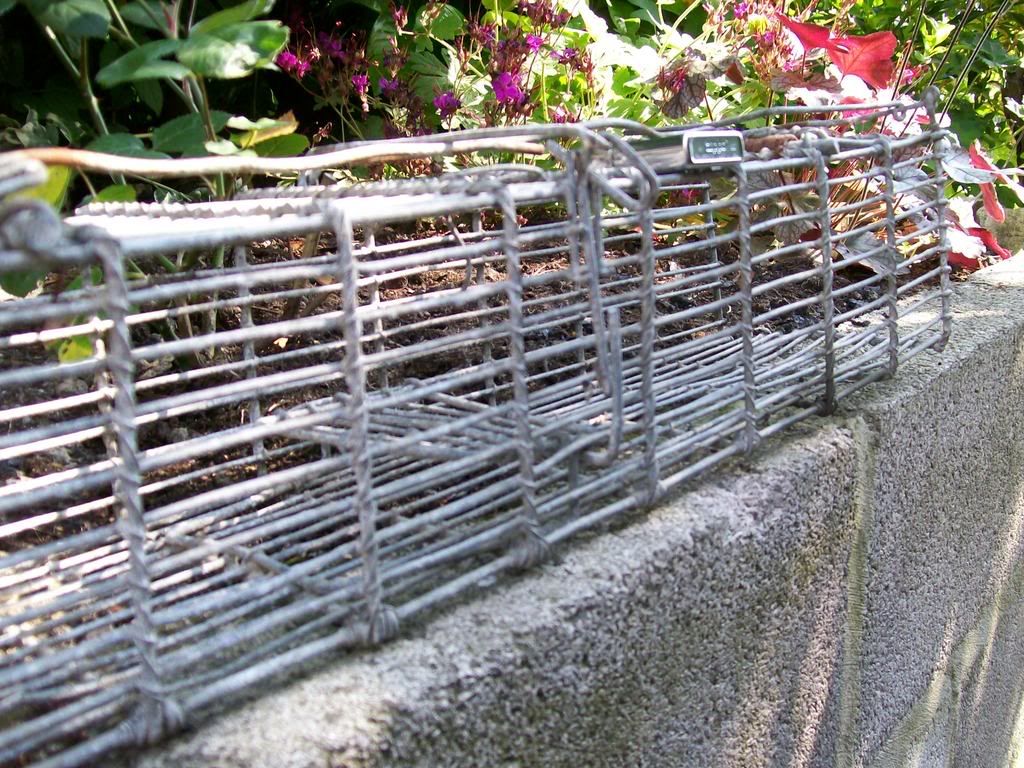 Cage004.jpg