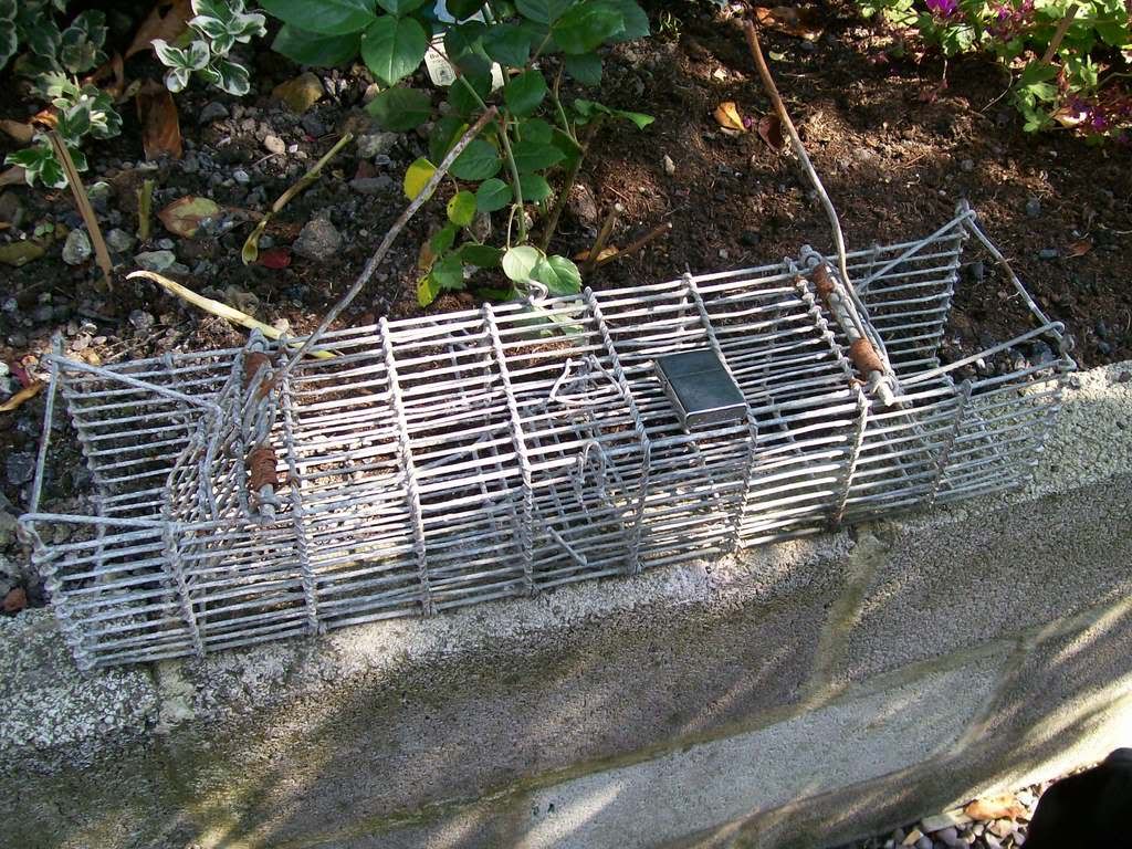 Cage005.jpg