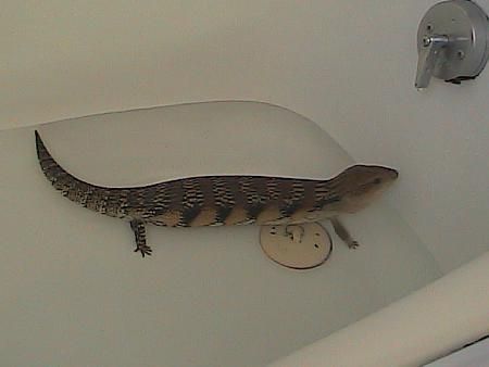 the northern blue tongued skink care sheet blue tongue skink care sheet