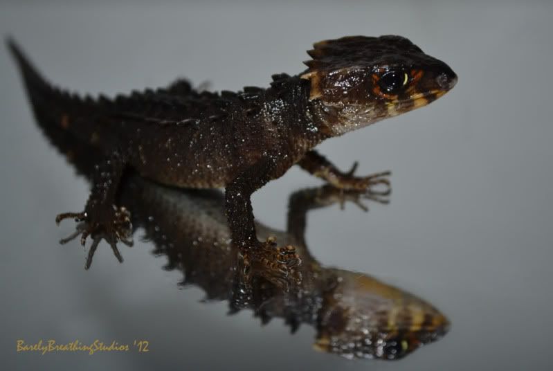 Crocodile Skink Care