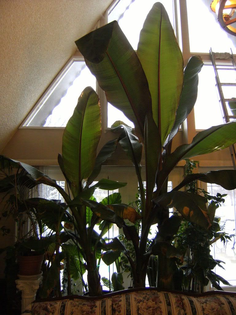 Indoor Abysinnian Banana, Jan 2009