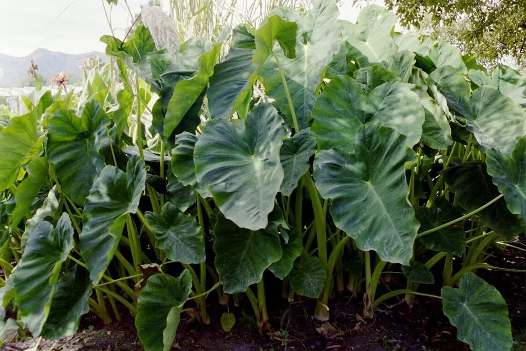 6' Elephant Ear Caladiums, Zone 3-4