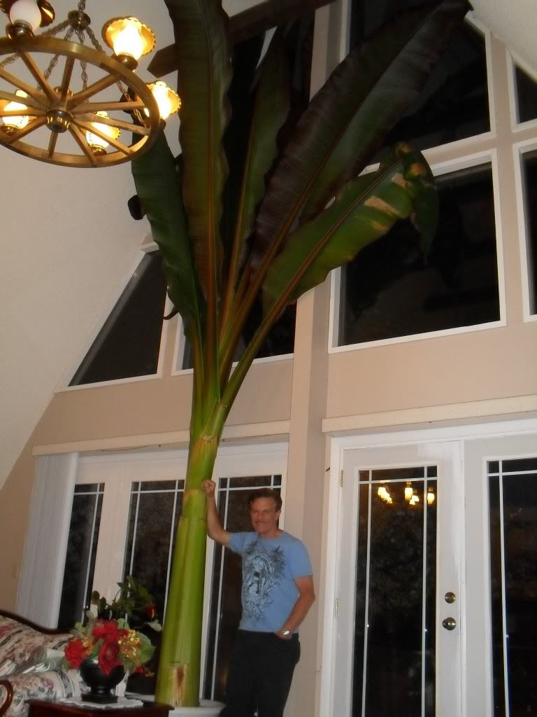 Large indoor ensete banana