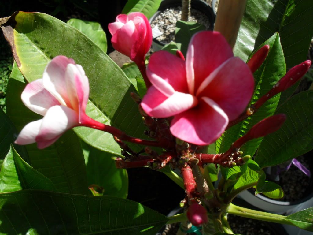 Plumeria Divine
