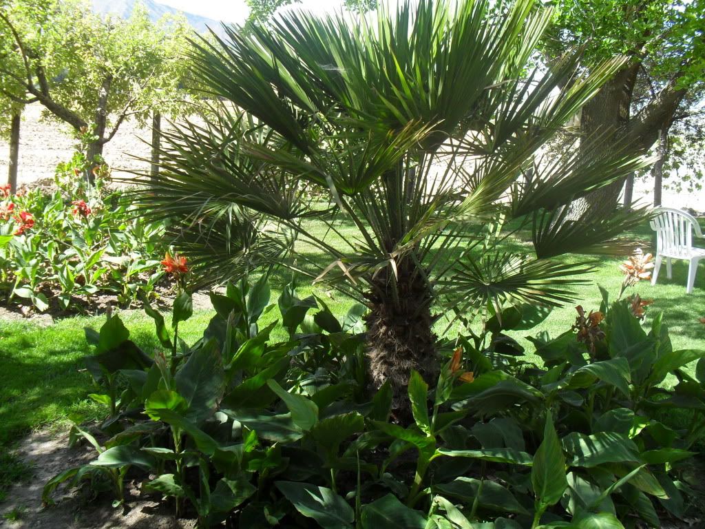 Outdoor Potted Palms