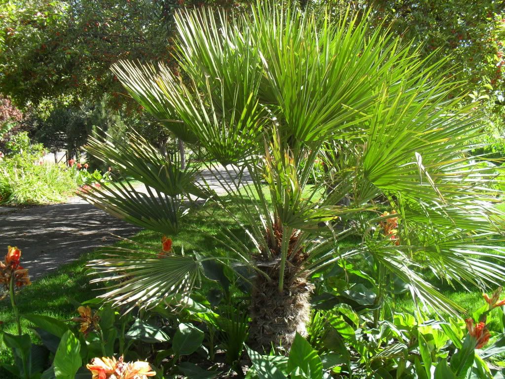 Med Fan Palm 2010-2