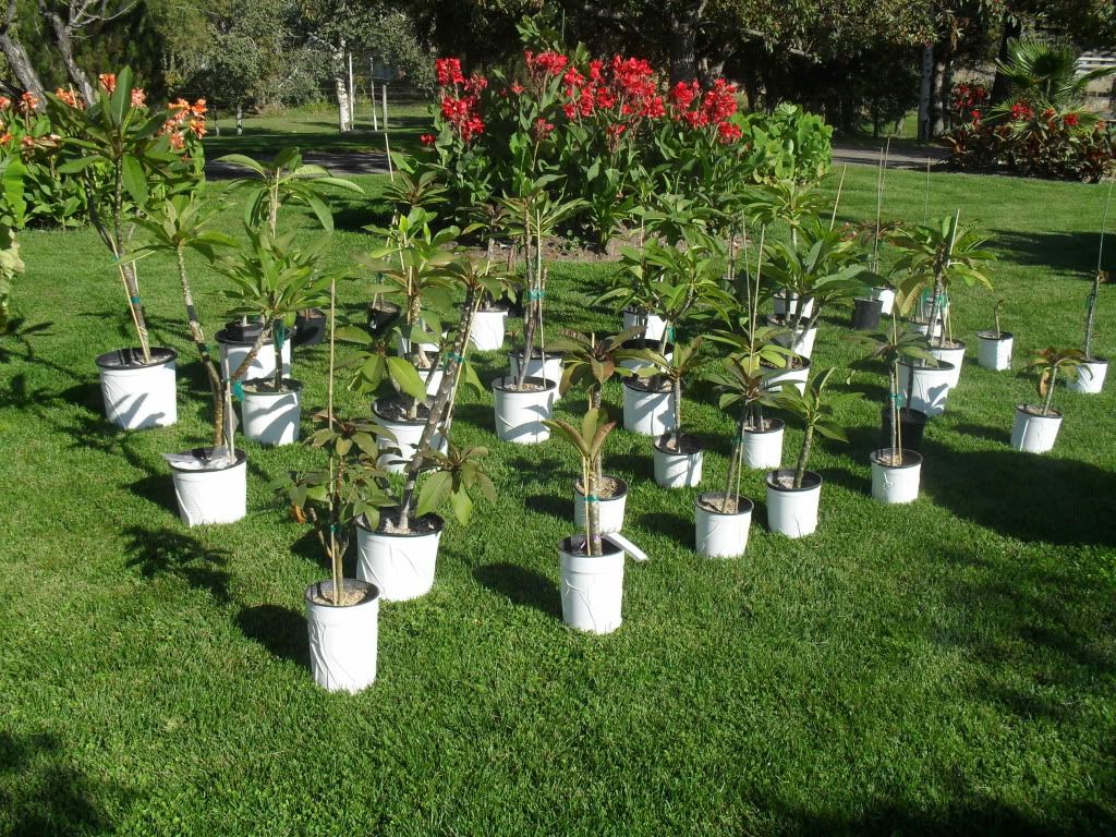 Plumeria plants, October 2010