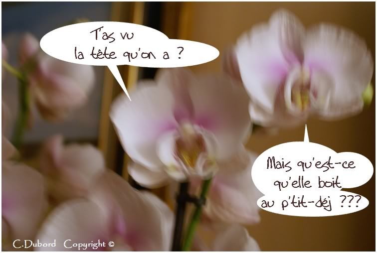 http://i256.photobucket.com/albums/hh165/col-du/BD%20humours/DSC03507.jpg