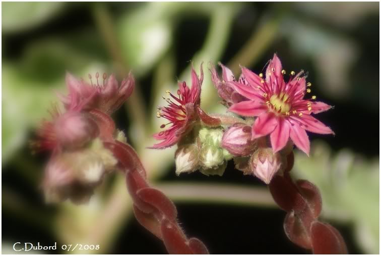 http://i256.photobucket.com/albums/hh165/col-du/Fleurs/DSC01306.jpg
