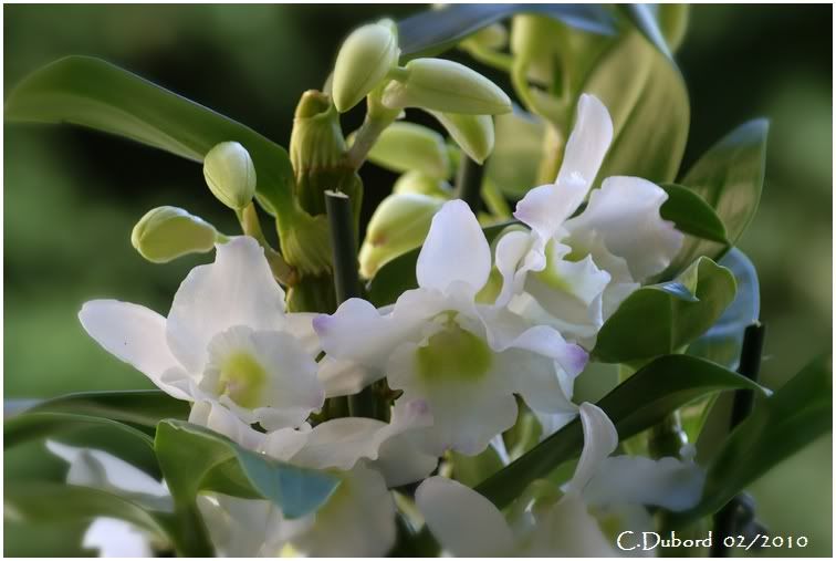http://i256.photobucket.com/albums/hh165/col-du/Fleurs/DSC03545-Copie.jpg