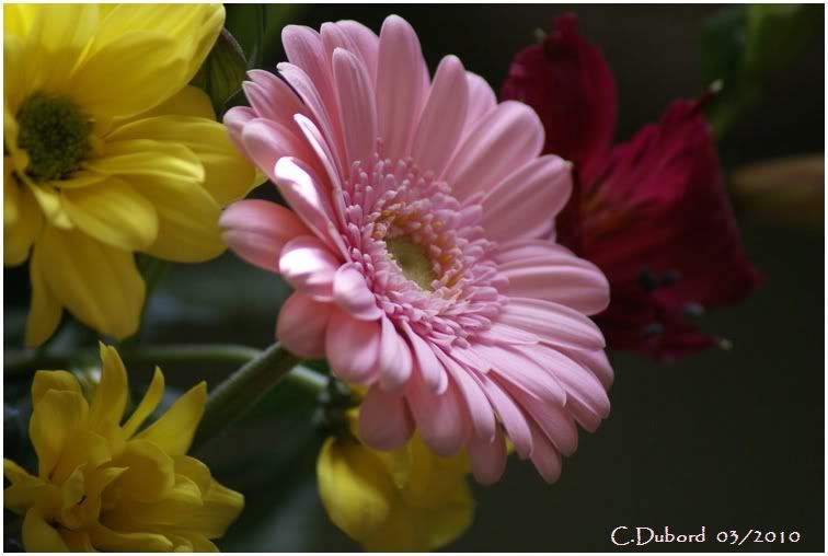 http://i256.photobucket.com/albums/hh165/col-du/Fleurs/DSC03570.jpg