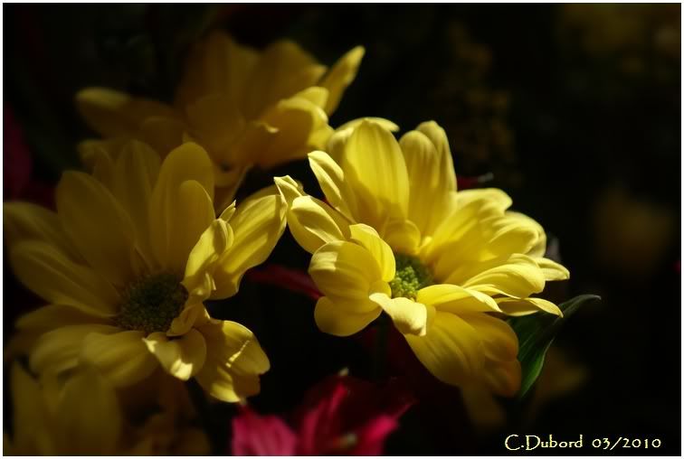 http://i256.photobucket.com/albums/hh165/col-du/Fleurs/DSC03574.jpg