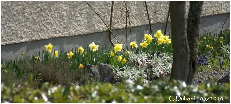 http://i256.photobucket.com/albums/hh165/col-du/Fleurs/DSC03596.jpg