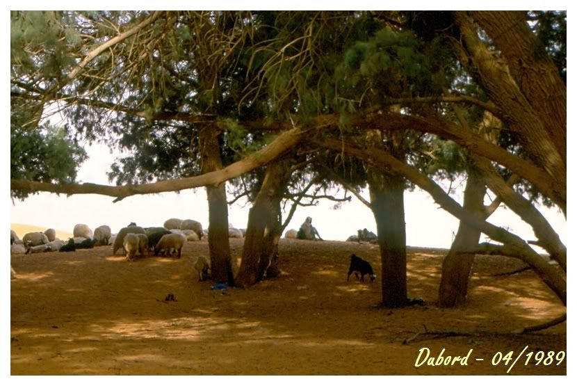 http://i256.photobucket.com/albums/hh165/col-du/Voyage/KsarGhilane1.jpg