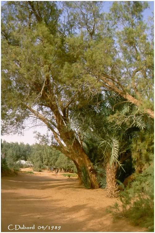 http://i256.photobucket.com/albums/hh165/col-du/Voyage/Numriser0006.jpg