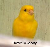canary-1.jpg
