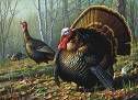 turkeys Pictures, Images and Photos