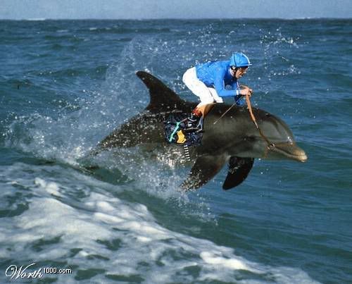 dolphin_racing.jpg