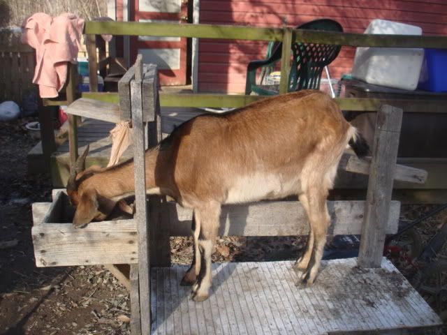 Opinions and is this really an Apine? - Goats