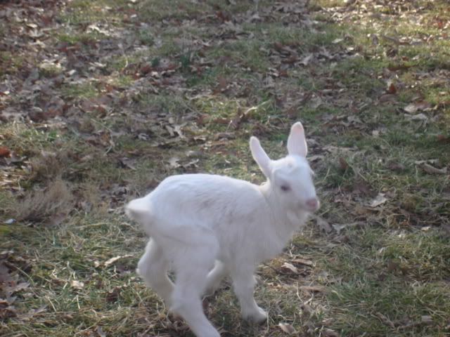 A New Addition! (pic heavy) - Goats