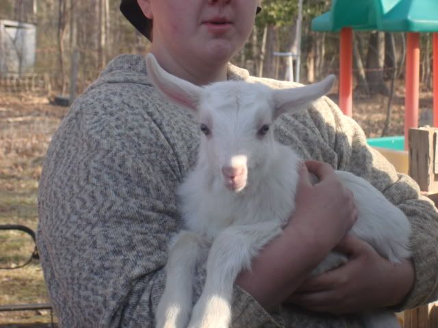 A New Addition! (pic heavy) - Goats