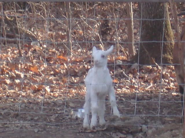 A New Addition! (pic heavy) - Goats