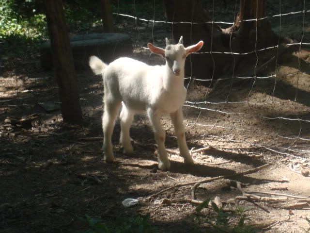 Goat Not Eating Starring Off In Space - Goats