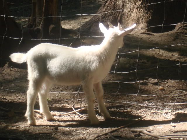 Goat Not Eating Starring Off In Space - Goats