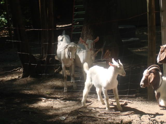 Can't Catch Won't Eat Buckling HELP! - Goats