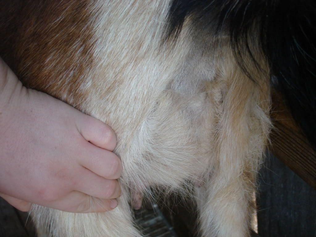 Goat Labor Questions Need Help - Goats