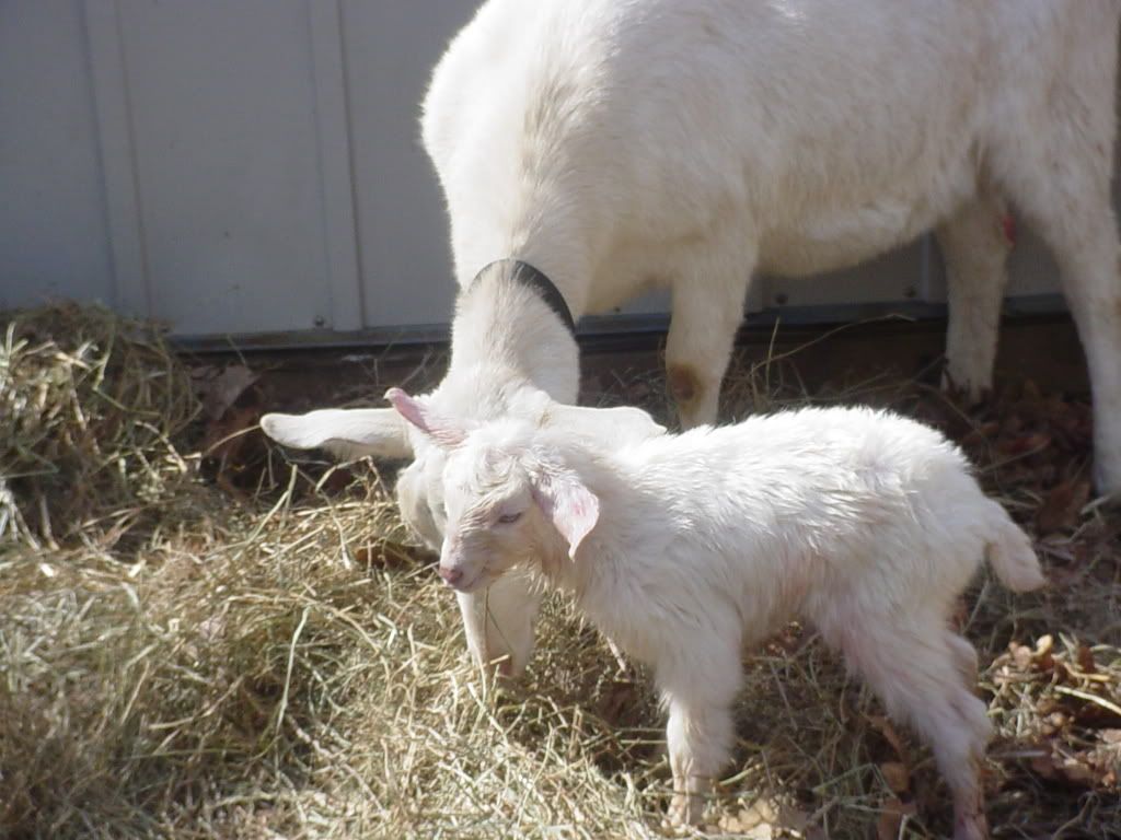 A New Addition! (pic heavy) - Goats