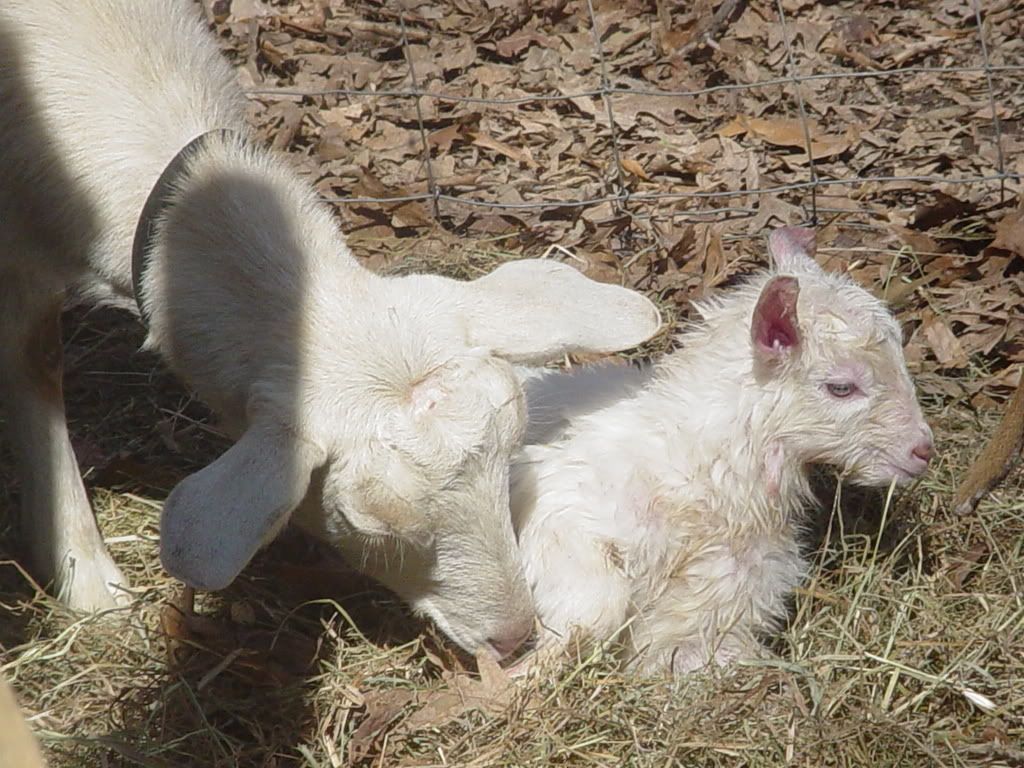 A New Addition! (pic heavy) - Goats