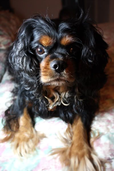 IMAGE: http://i256.photobucket.com/albums/hh170/Zwarf/0659c5c1.jpg