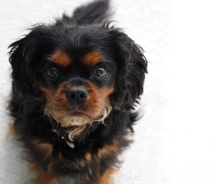 IMAGE: http://i256.photobucket.com/albums/hh170/Zwarf/Leo2.jpg