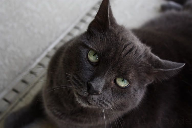 IMAGE: http://i256.photobucket.com/albums/hh170/Zwarf/xena1.jpg