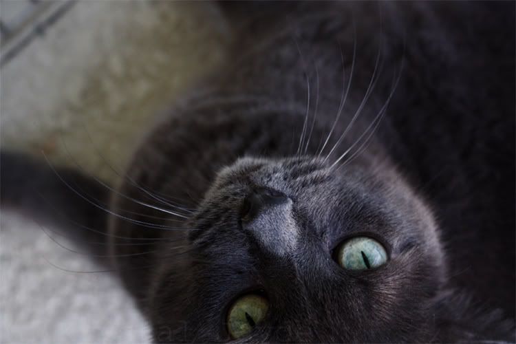 IMAGE: http://i256.photobucket.com/albums/hh170/Zwarf/xena2.jpg