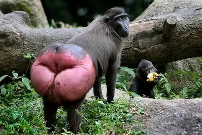 Kiss my ass! photo: Kiss my ass hugechimpbutt.jpg