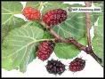 mulberry photo: Mulberry mulberry.jpg