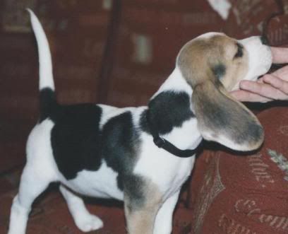 charterwood beagles