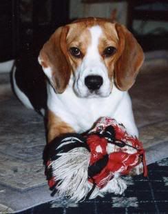 charterwood beagles