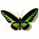 Copyofbutterfly.gif%20buterfly%20picture%20by%20jessiexpaigee