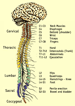 gall bladder spinal cord