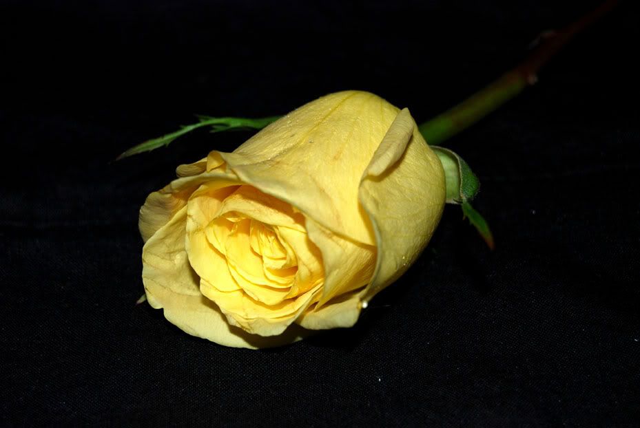 Yellow Rose Pictures, Images and Photos