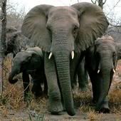 Elephant Pictures, Images and Photos